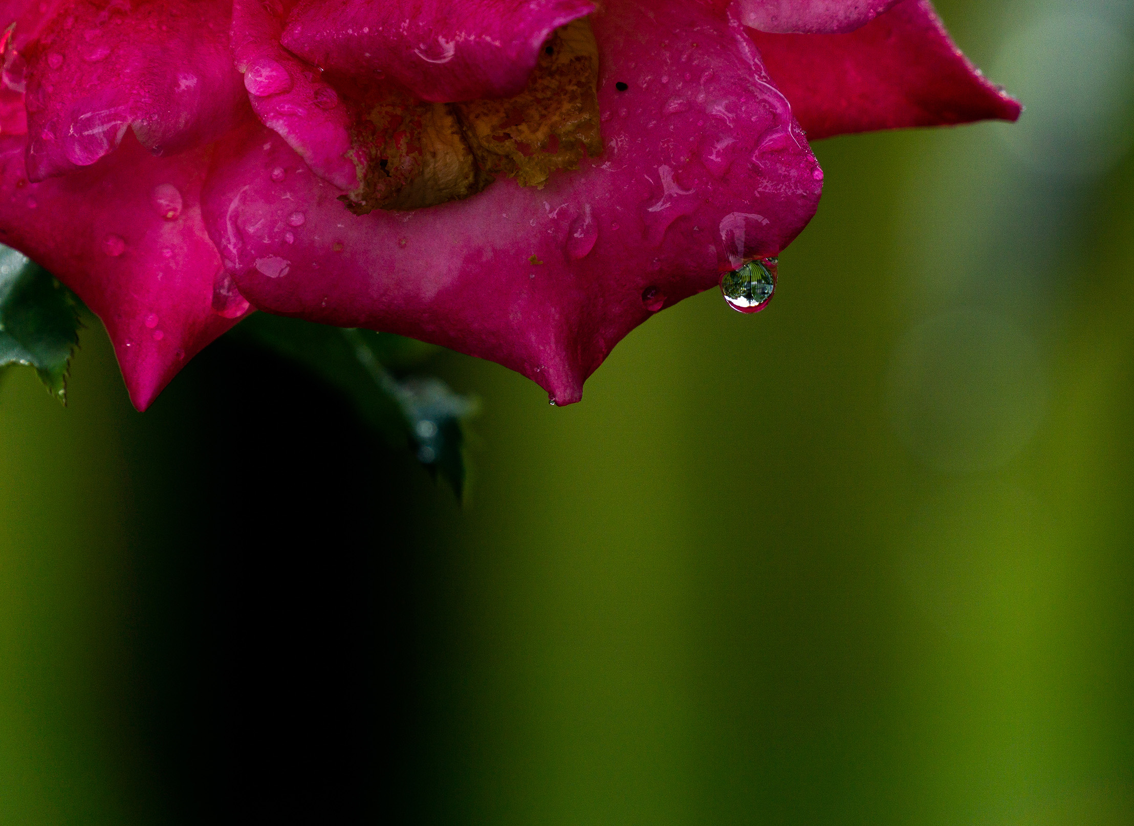 A deep red rose with dew drop that shows an upside down world