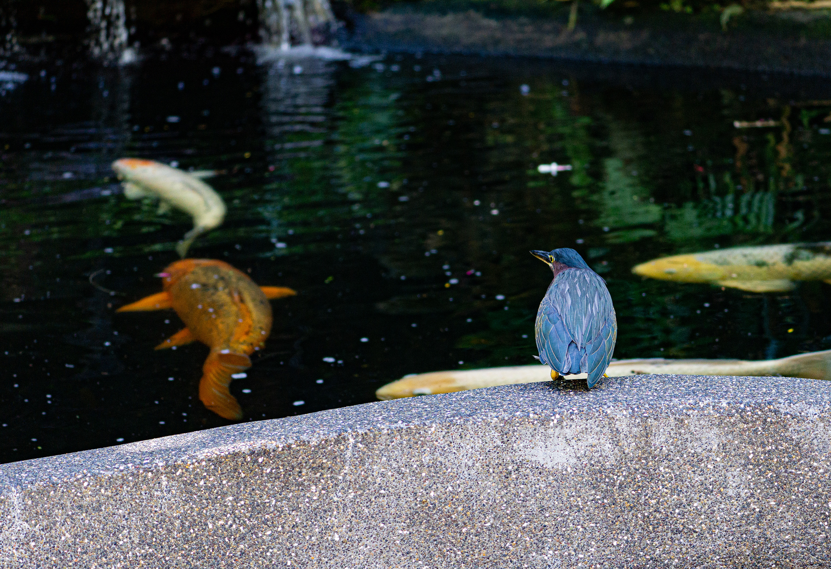 Green Heron looking into pond with large koi swimming past at Sunken Gardens in St. Petersburg, Florida