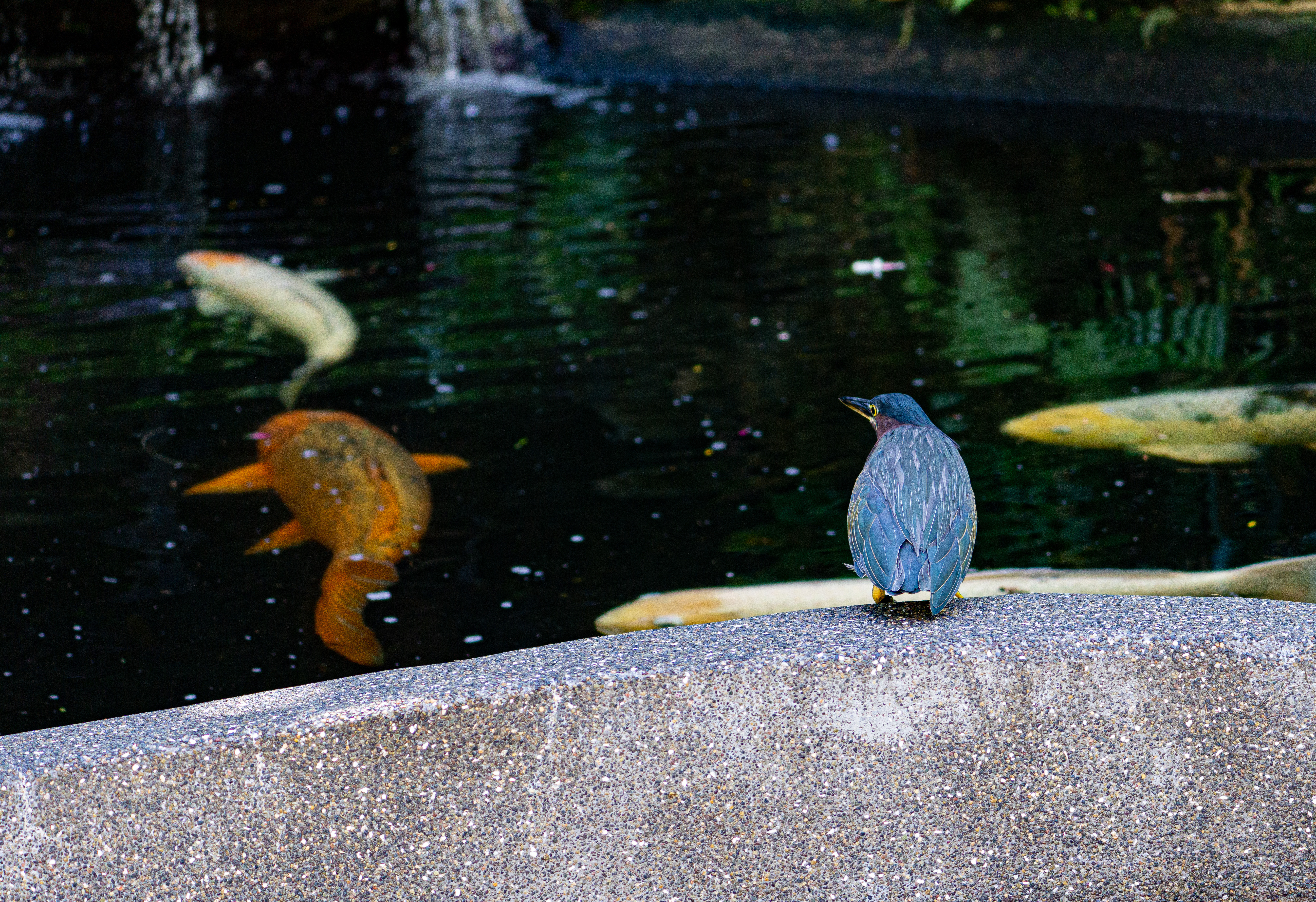 Green Heron looking into pond with large koi swimming past at Sunken Gardens in St. Petersburg, Florida