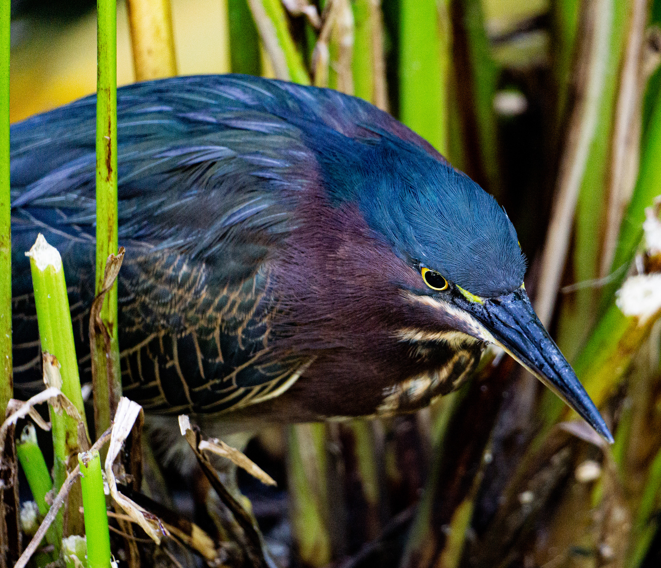 Green Heron intently hunting in a koi pond at Sunken Gardens in St. Petersburg, Florida