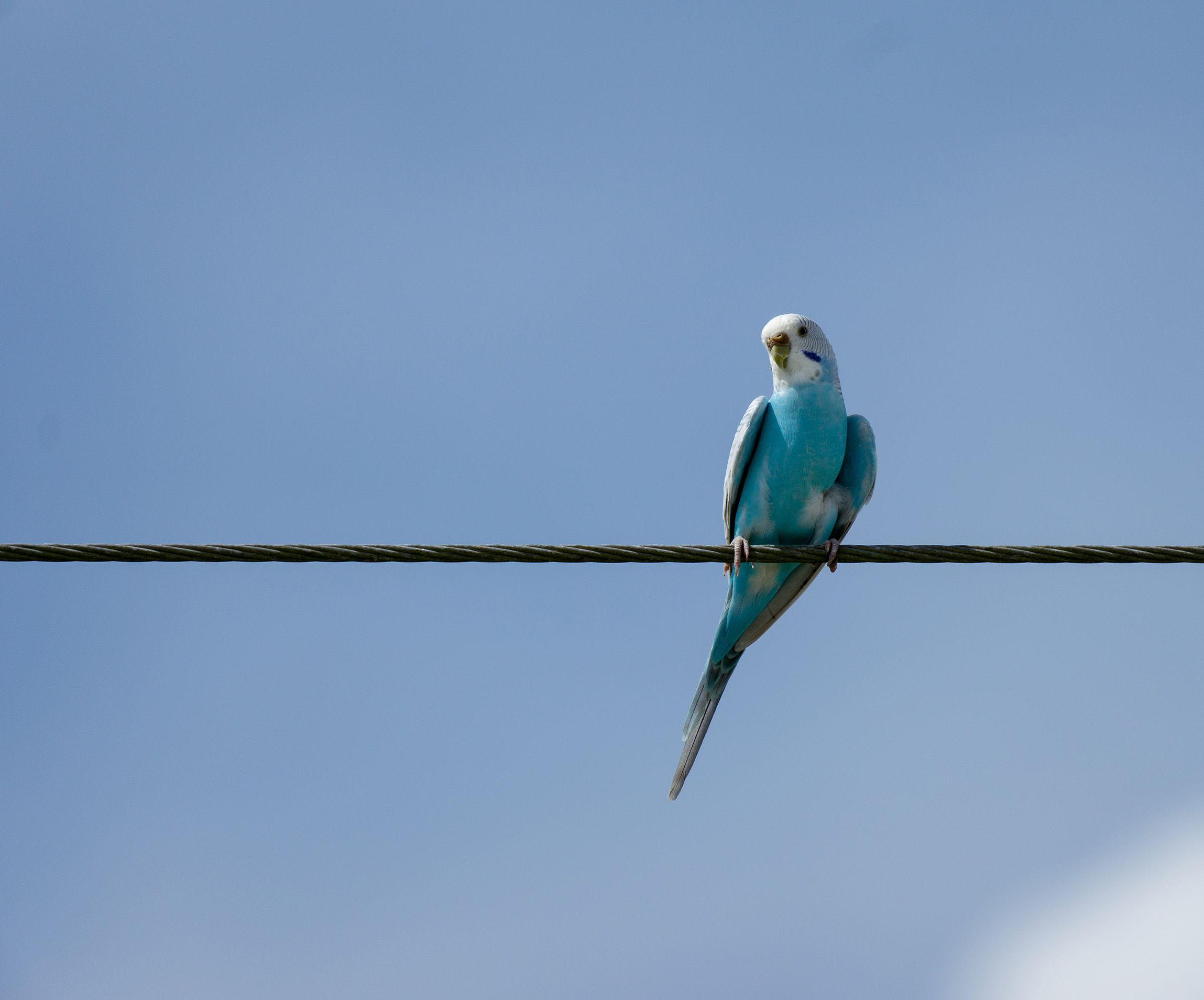 Parakeet sitting on a power line with blue sky behind him