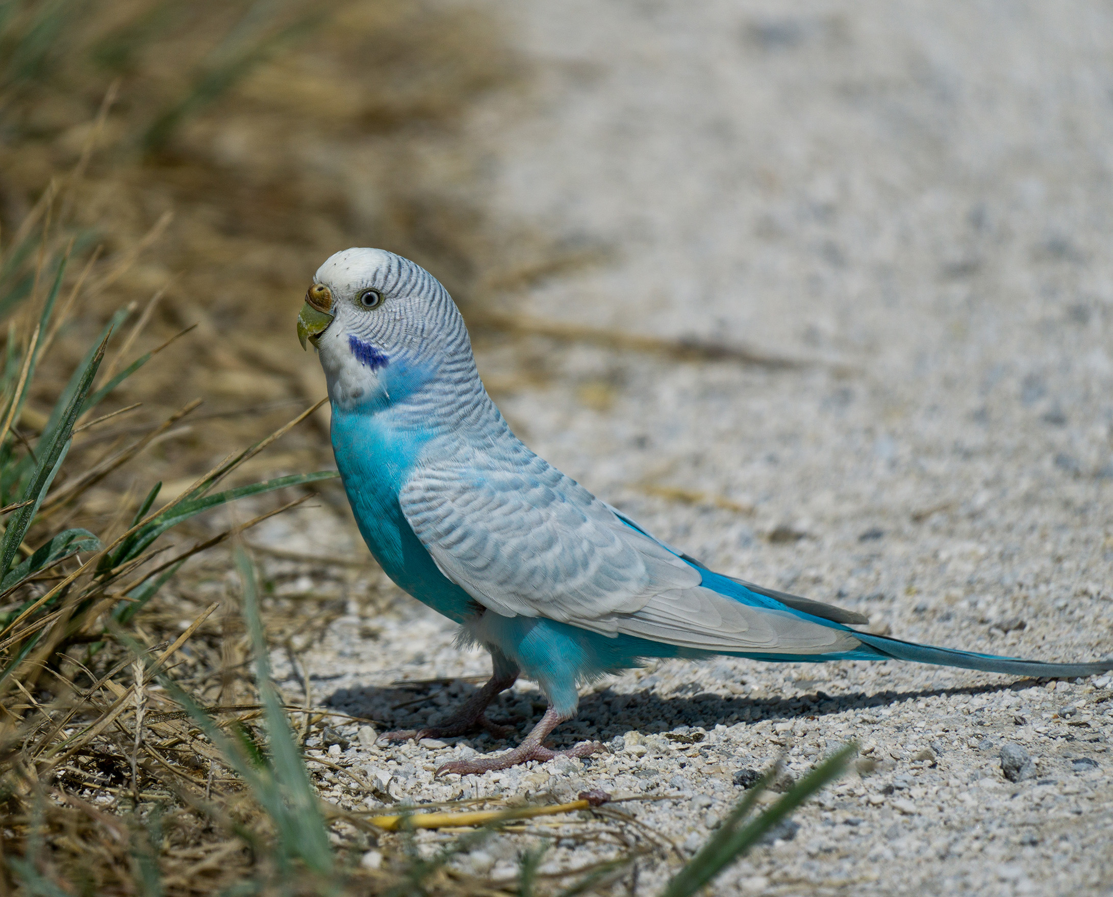 Parakeet eating grass seeds by the side of the road