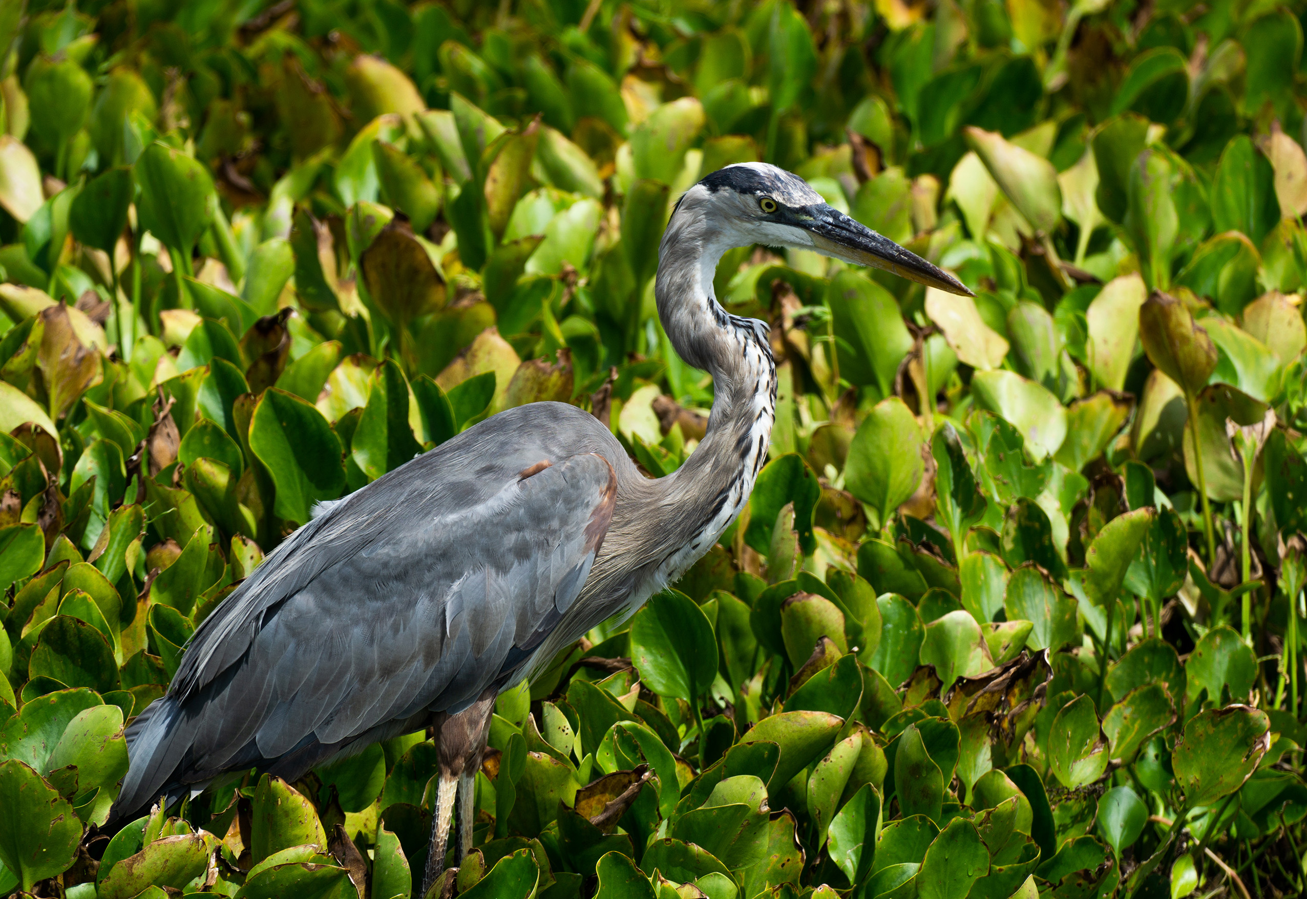 Heron hunting at Lake Apopka, FL.