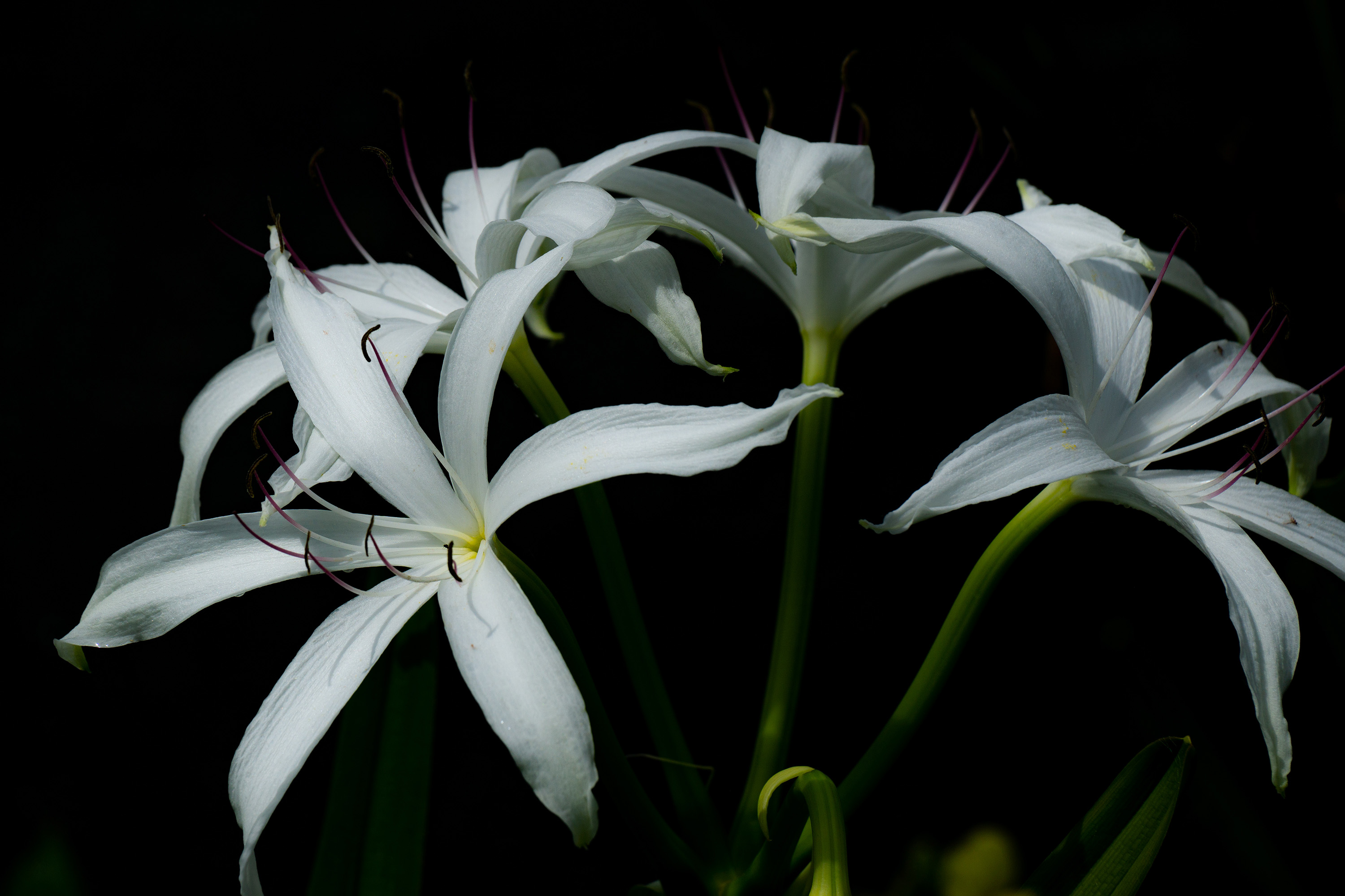 White lillies against a dark background