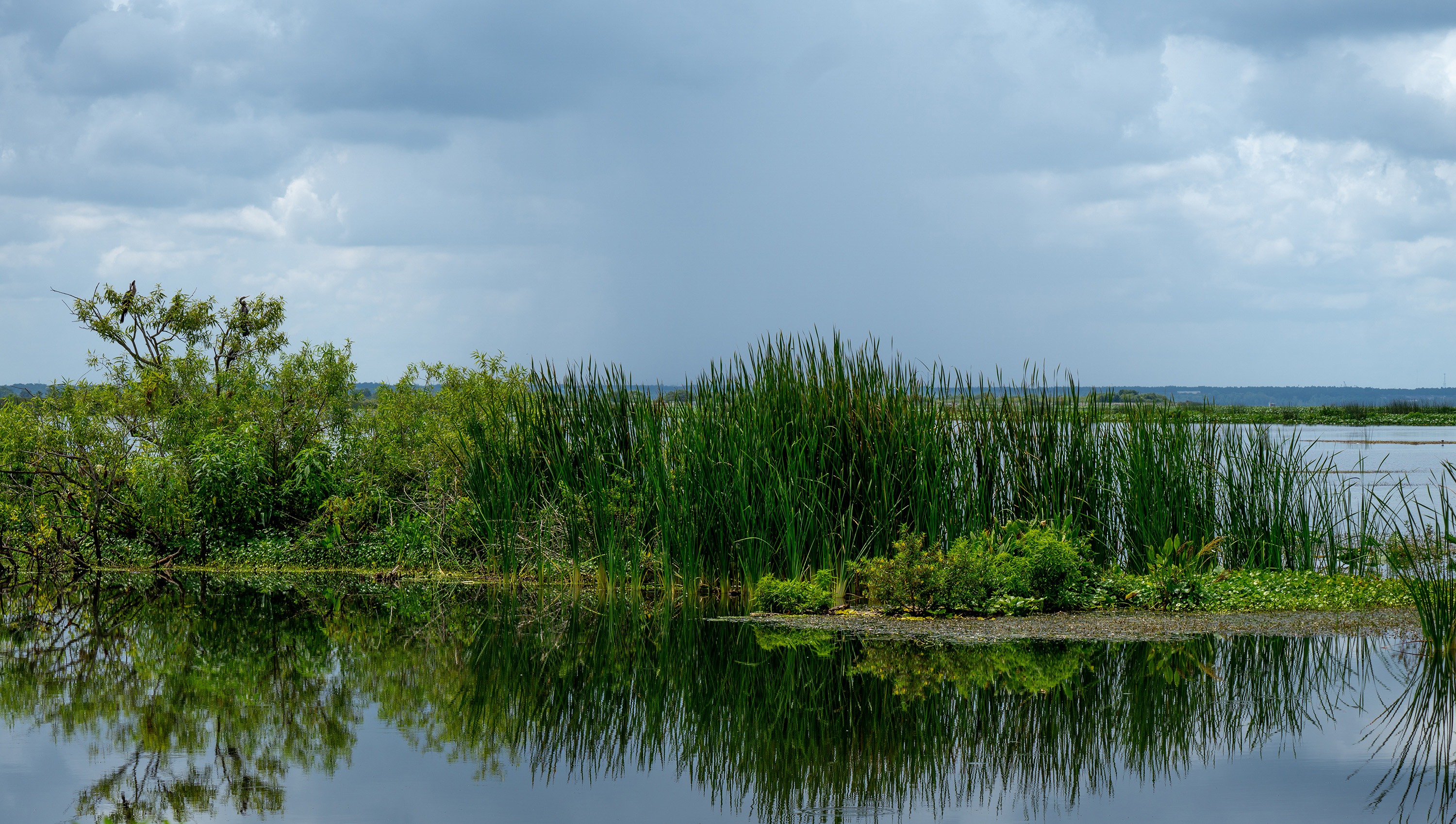 Lake Apopka wetlands mirroring the sky and water plants