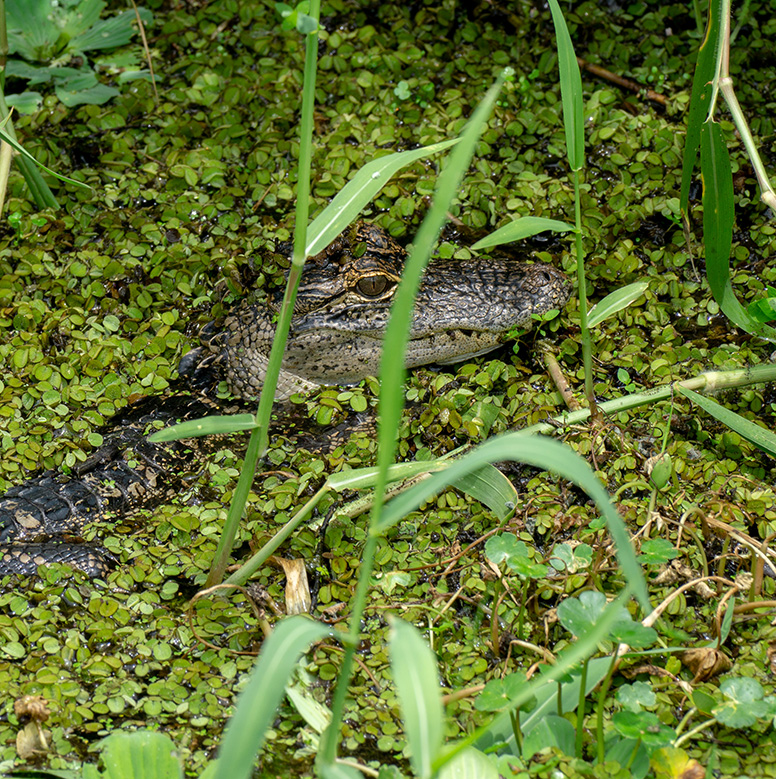 Baby alligator peeking through lily pads along Lake Apopka Wildlife Drive.