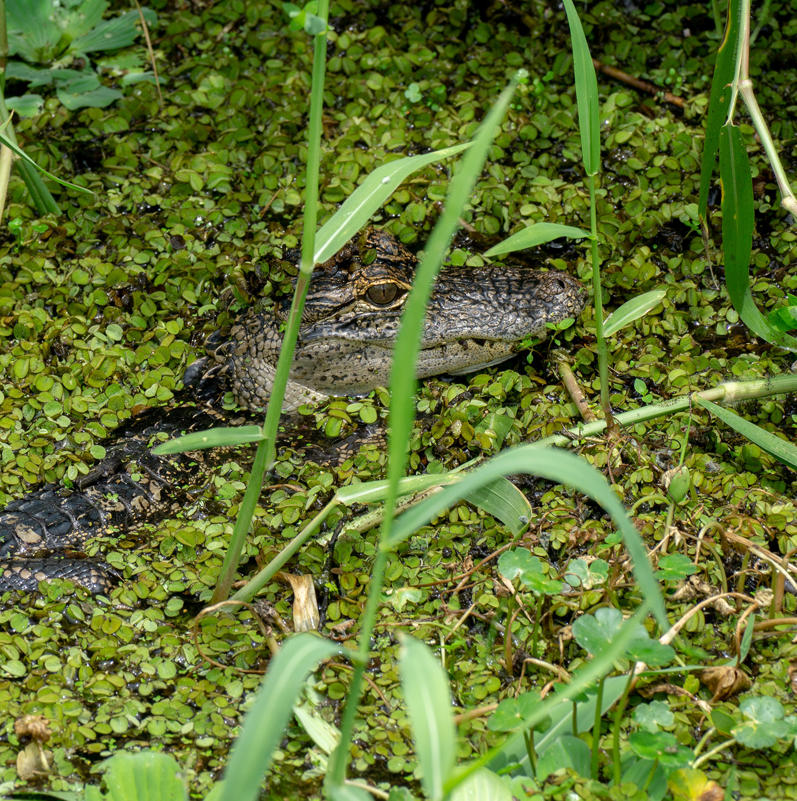 Baby alligator nestled in water plants