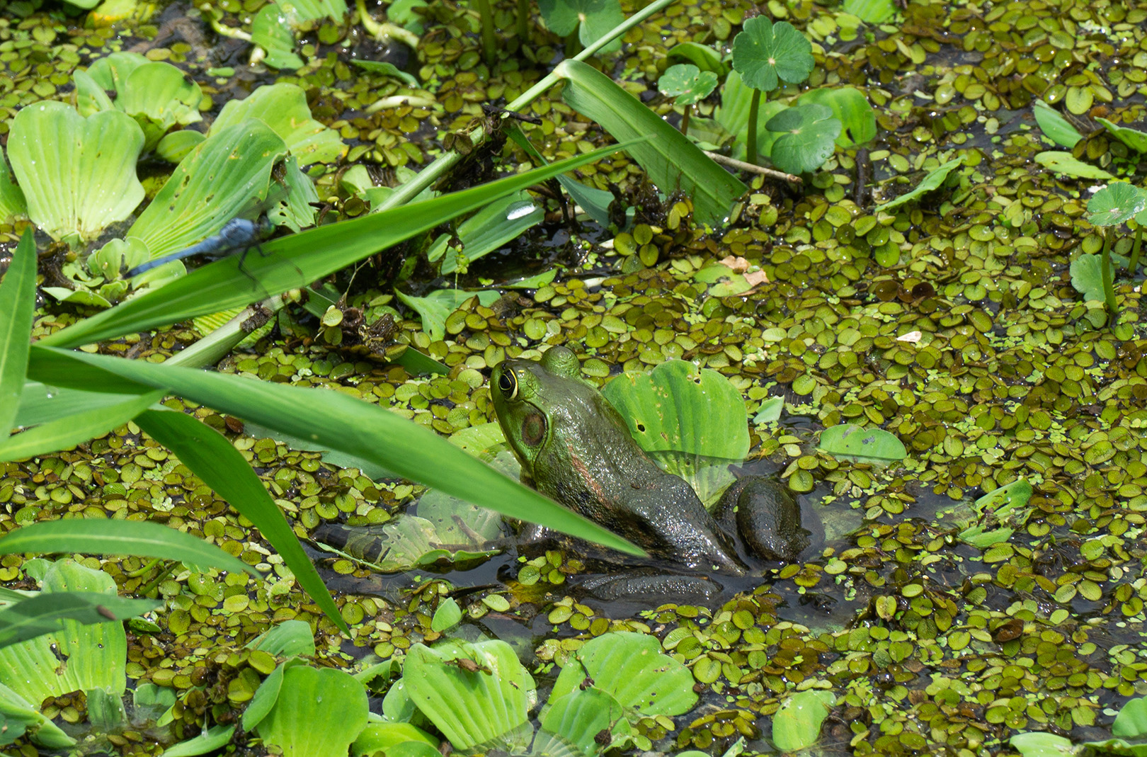 Frog sitting on plants in water